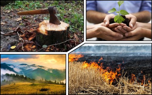 The protected forests of Transcarpathia were damaged worth 25 million UAH in one week