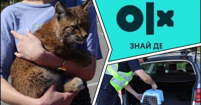 Photo – Kitten for $4,000: on OLX they organized the sale of red book rice