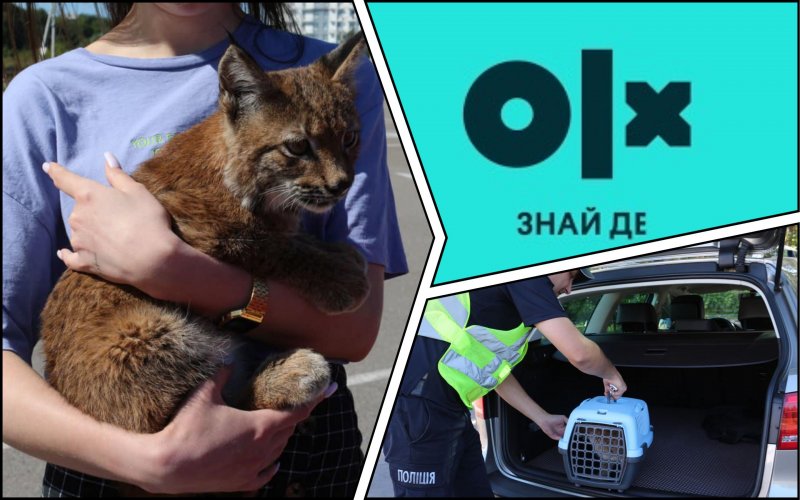 "Котенок" за $4 тысячи: на OLX организовали продажу красокнижных рысей