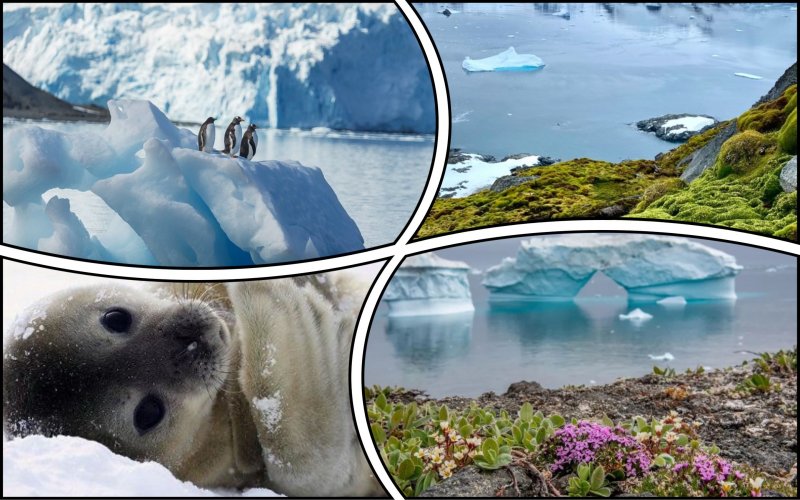 Antarctica will be covered with flowers by 2100 – scientists