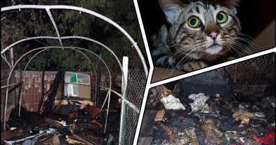 Фото – В Киеве подожгли приют для кошек: что известно на данный момент
