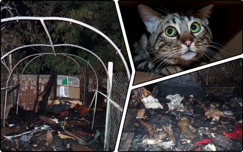 A shelter for cats was set on fire in Kyiv: what is known at the moment