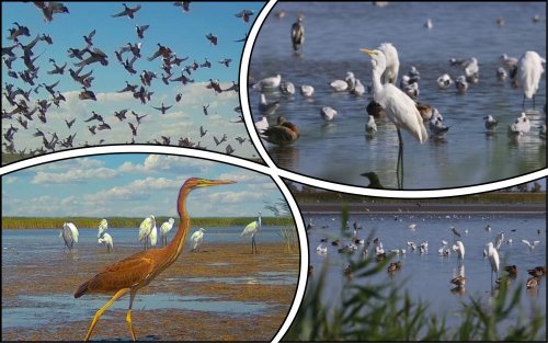 Impressive photos of hundreds of birds preparing for winter have emerged