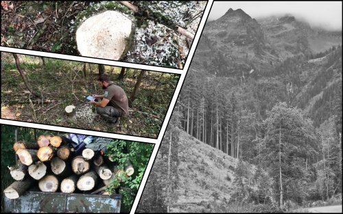 На Закарпатье втихаря срубили деревьев на 2 миллиона гривен