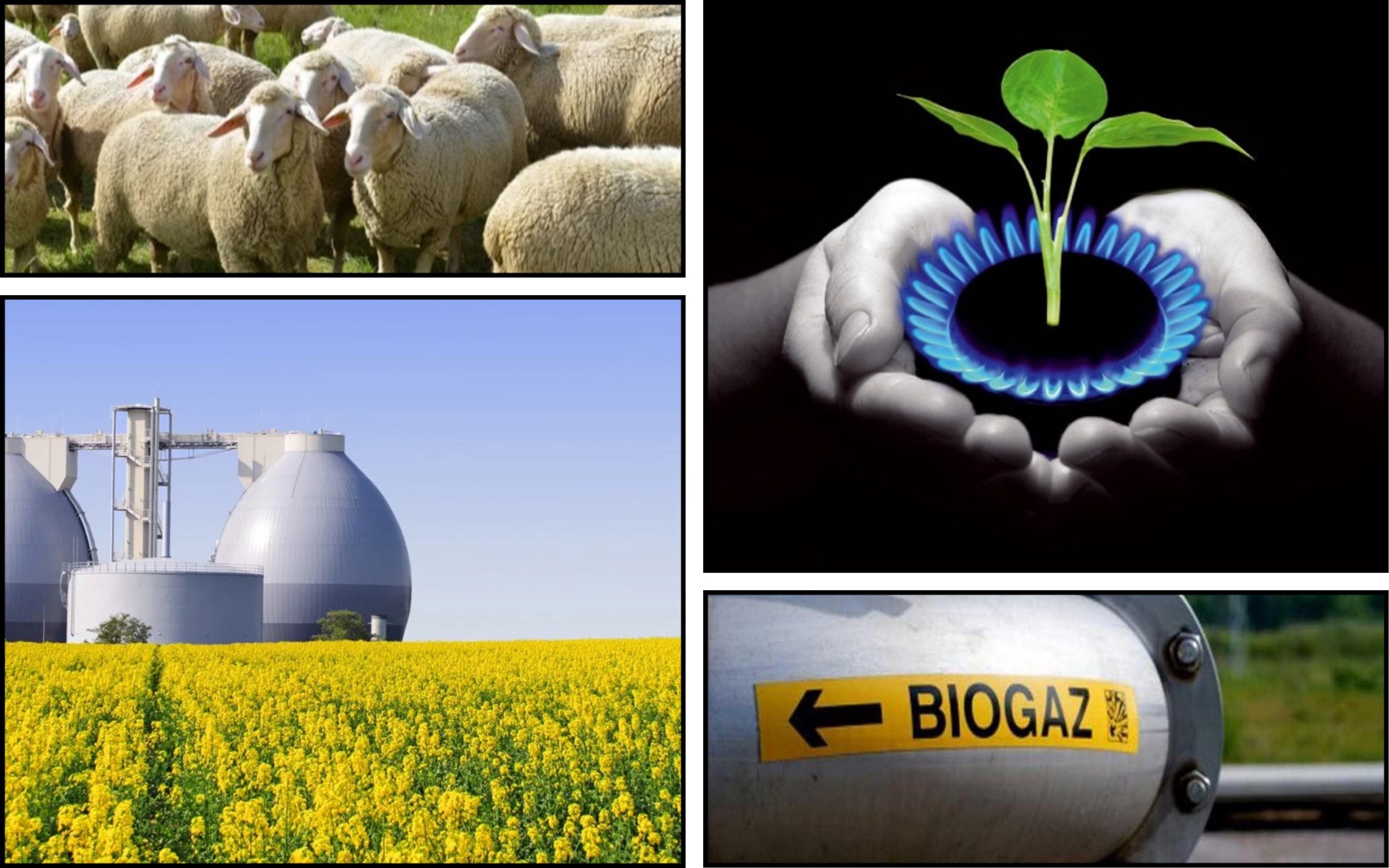 Photo – The export of Ukrainian biomethane will accelerate the development of the industry