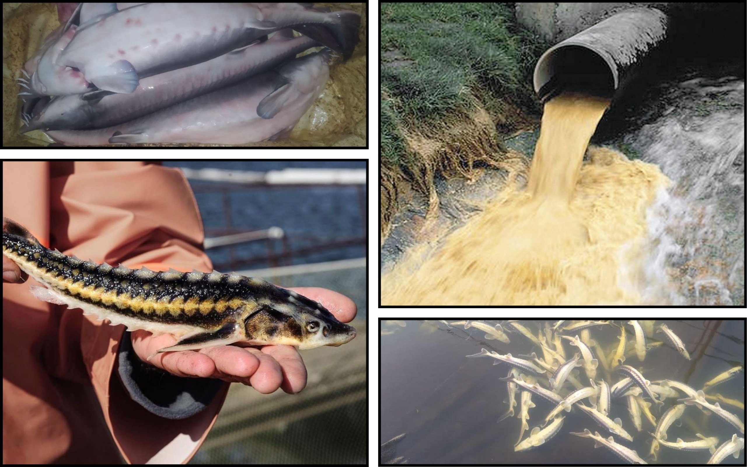 Photo – Due to the pollution of the Southern Bug, 9 tons of Red Book fish died in the nursery