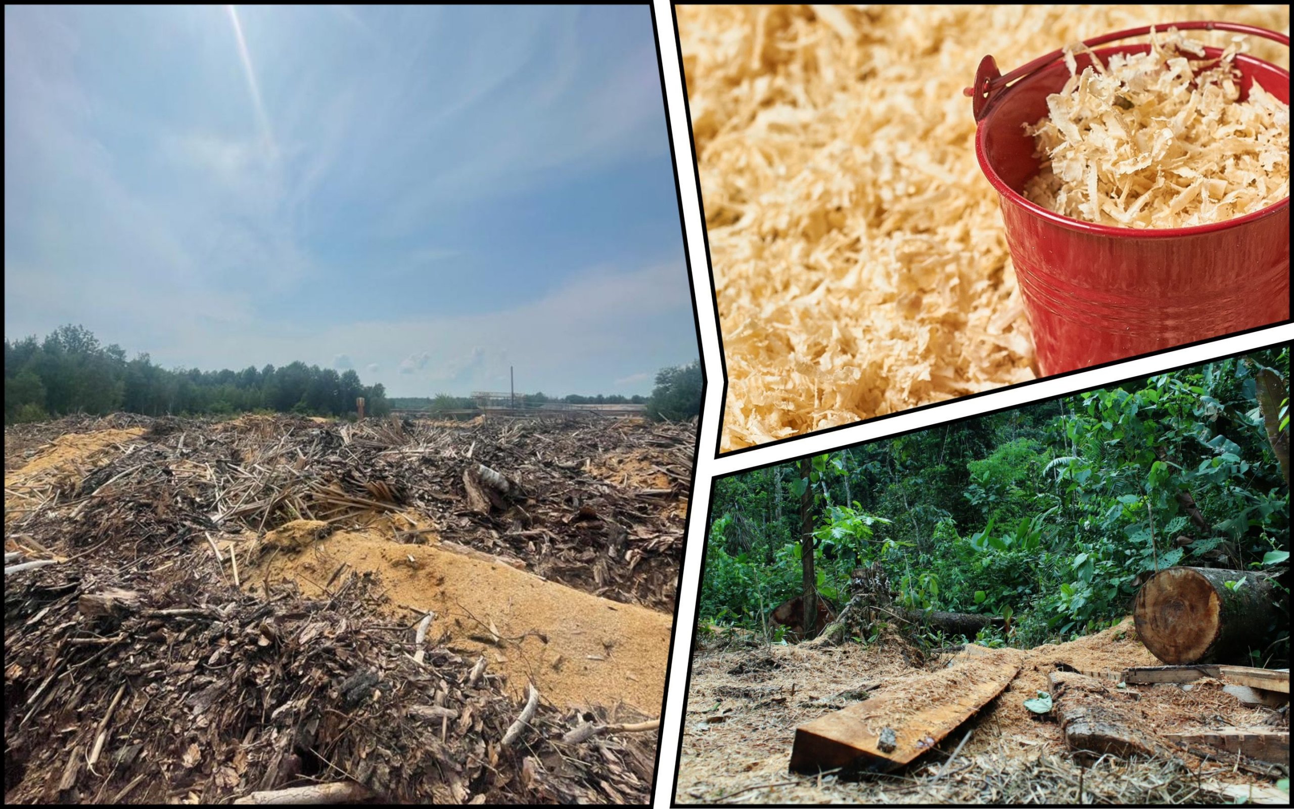 Photo – The forest farm polluted the lands of Zhytomyr region with industrial waste worth UAH 1.5 million