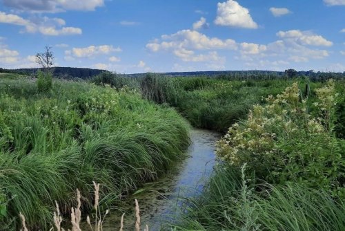 На Киевщине взяли под охрану 2,5 тысячи гектаров речных долин