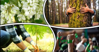 Photo – Eco-activists want to replant trees that were banned earlier in Ukraine