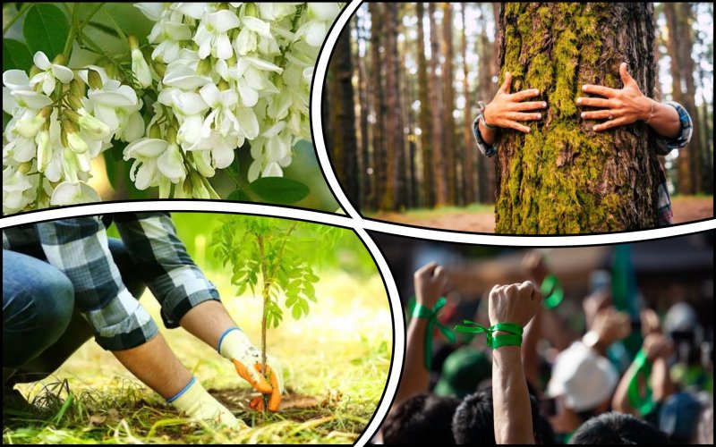 В Україні хочуть знову висаджувати дерева, які раніше заборонили – екоактивісти