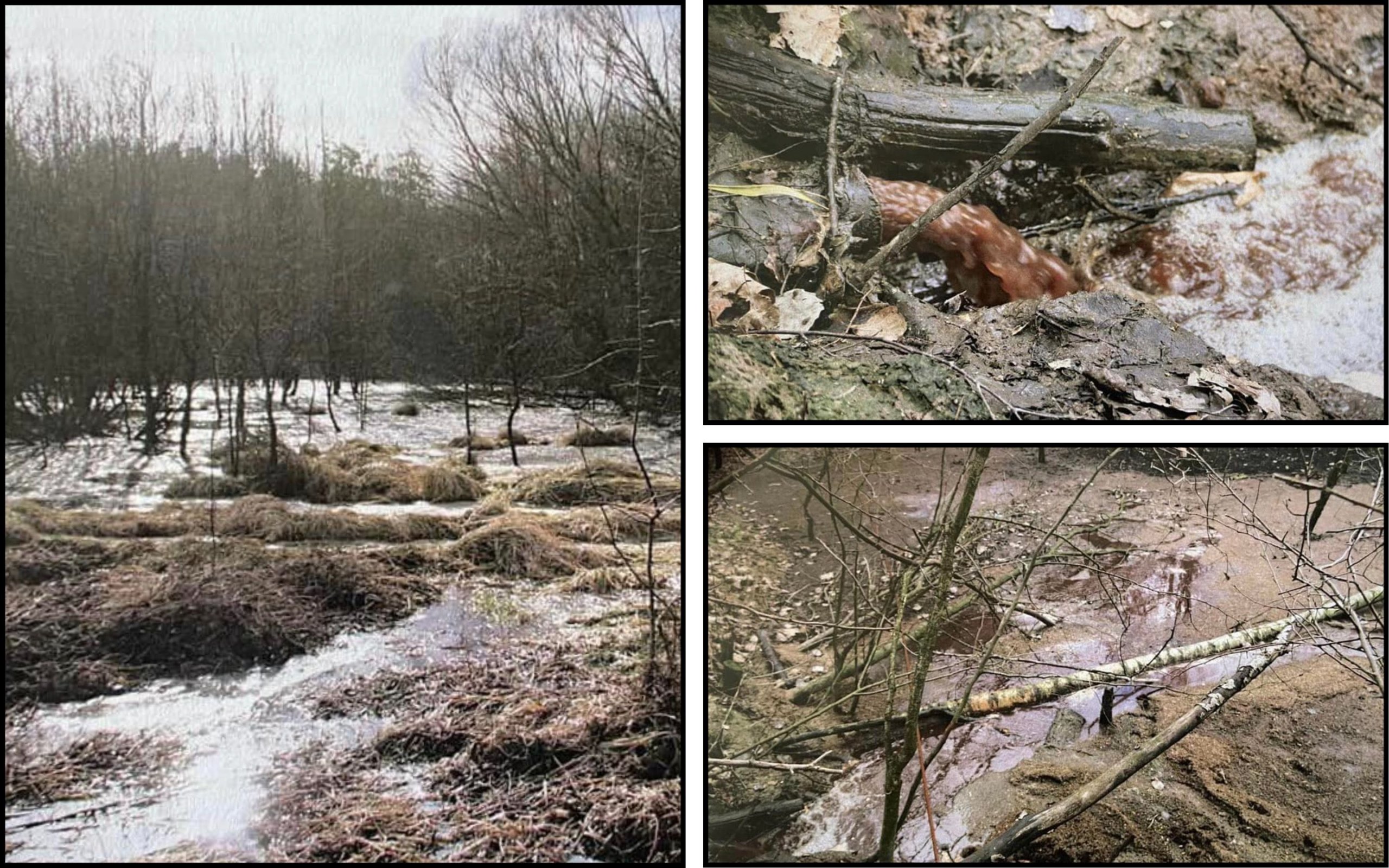 Photo – The director of a meat processing plant will be tried for dumping waste in a forest strip in Volyn