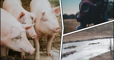 Фото – Во Львовской области суд отменил разрешение для свинофермы, которая отравляла село