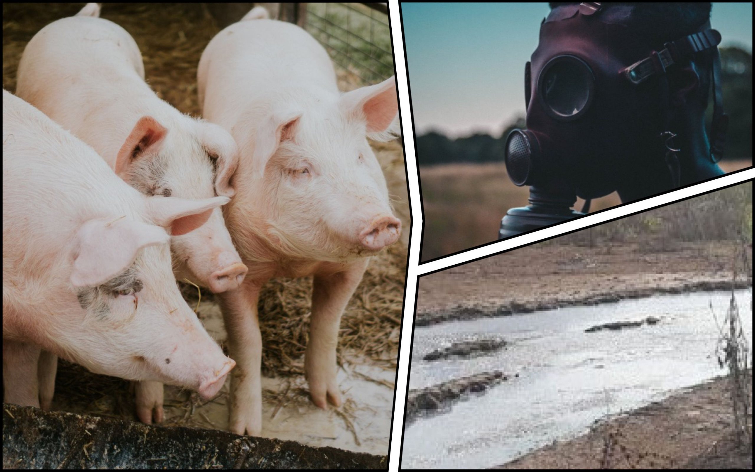 Photo – The court revoked the permit for a pig farm that poisoned the village in Lviv region