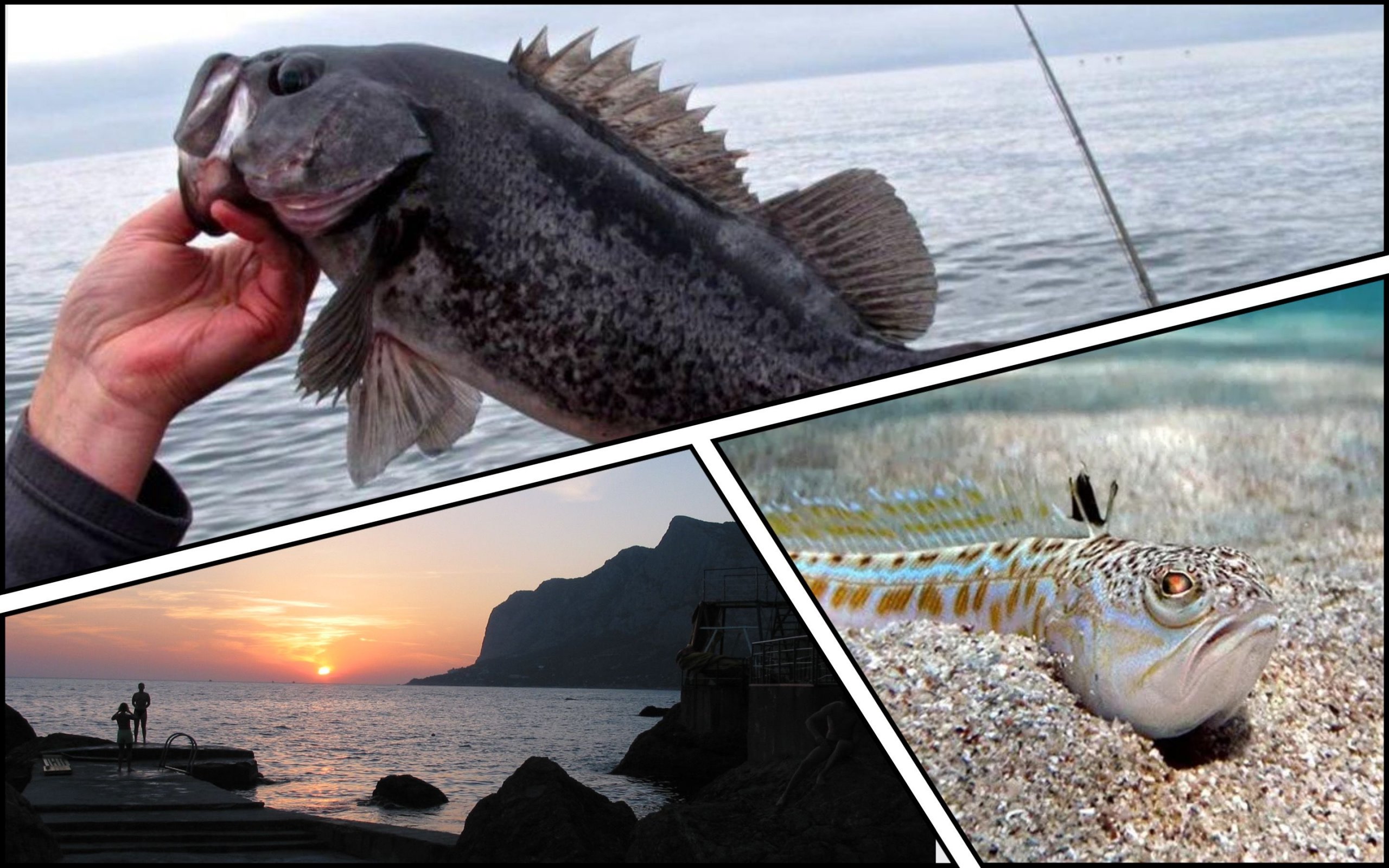 Photo – The fish life of the Black Sea is under a new threat