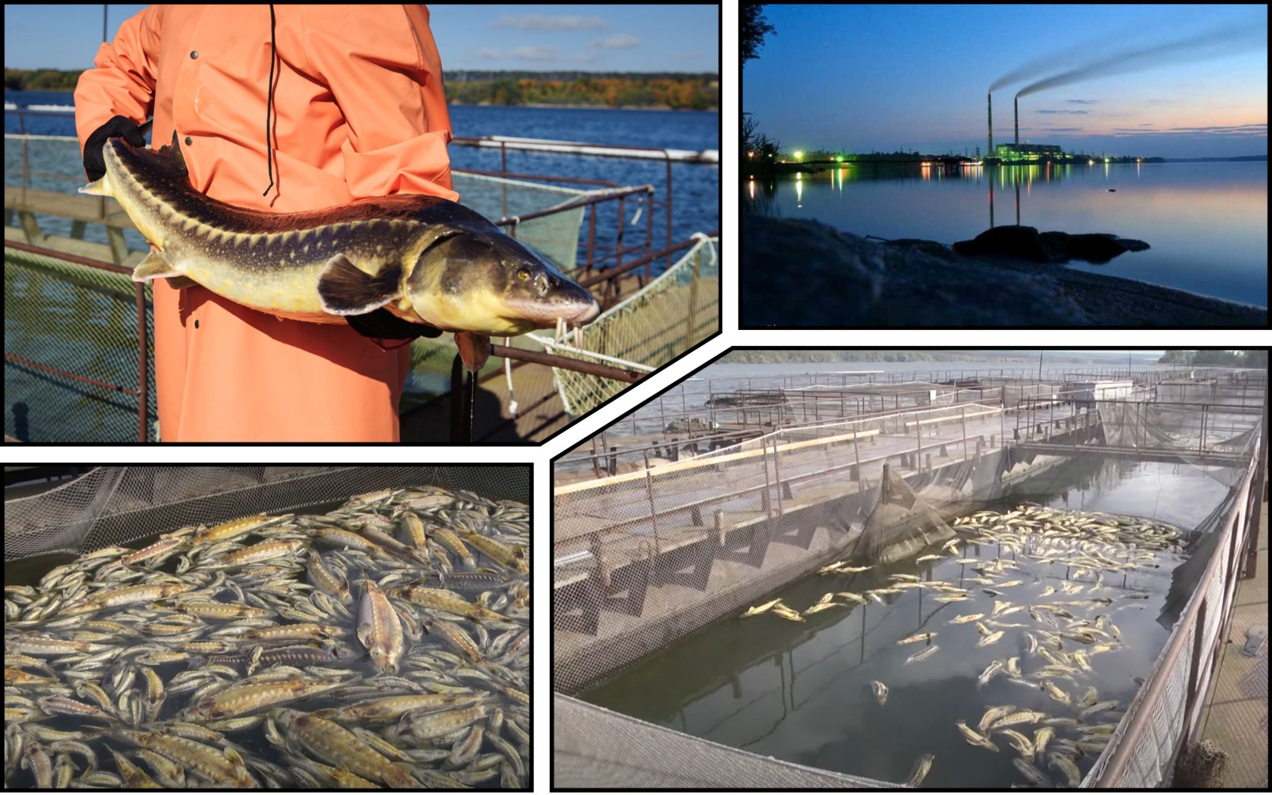 Photo – An investigation into the mass death of sturgeons at an aqua farm has begun in Vinnytsia