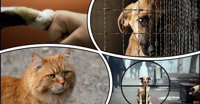 Photo – Zelenskyi was called upon to increase the punishment for cruelty to animals