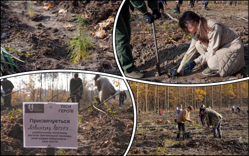 A forest was planted in memory of the heroes in the Zhytomyr region