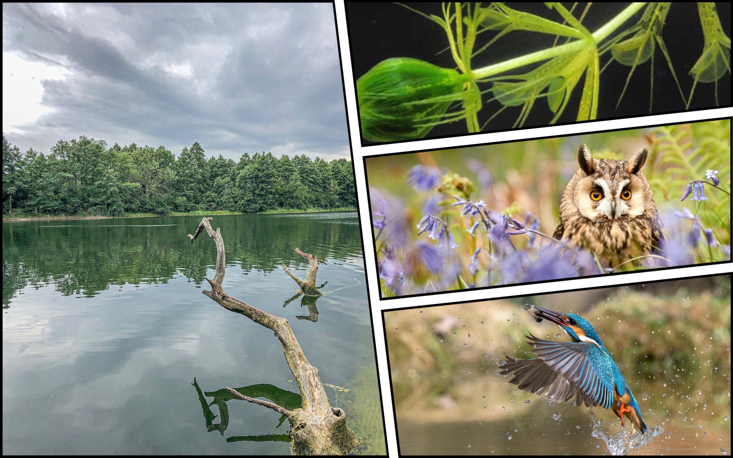 Photo – The Kyiv authorities are being asked to protect the city's cleanest lake from development