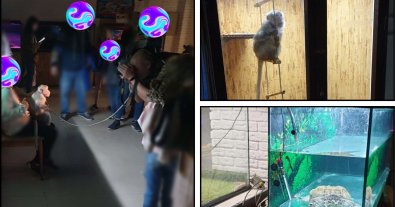 Photo – The police "turned a blind eye" to animal cruelty at an exhibition in a shopping center in Ternopil