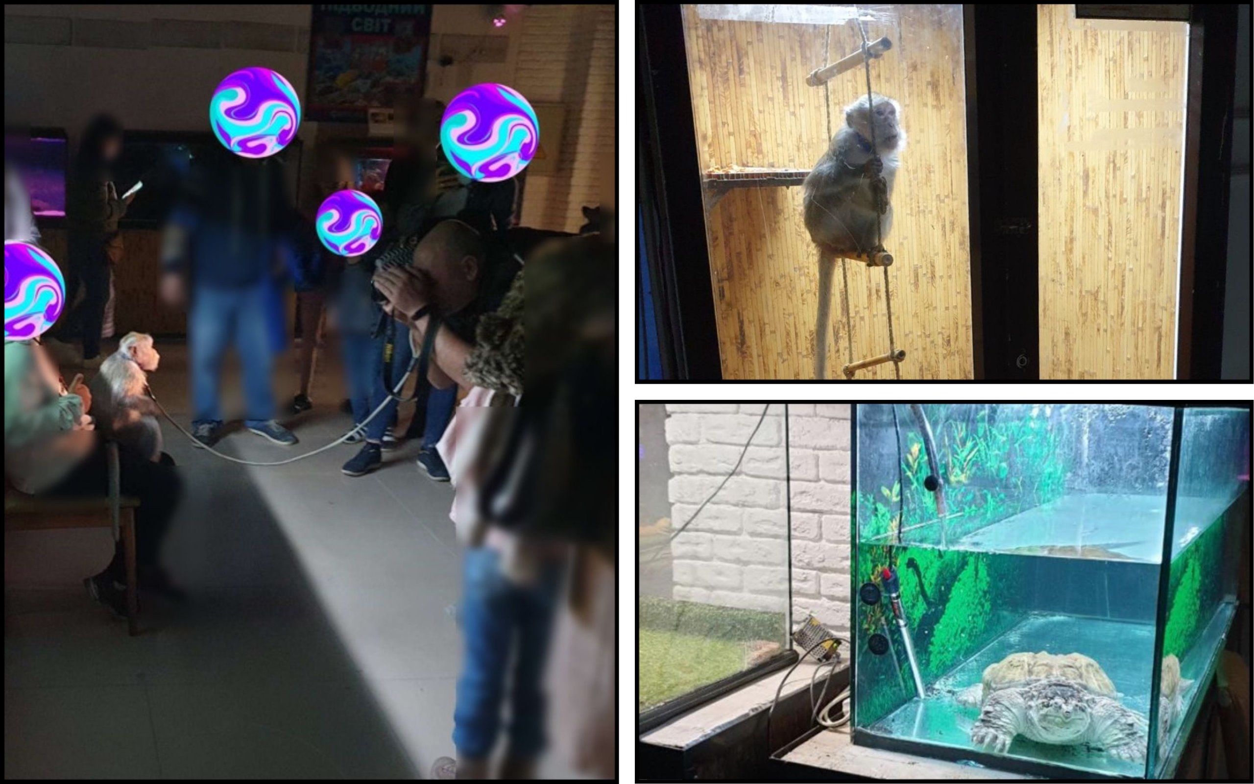 Photo – The police "turned a blind eye" to animal cruelty at an exhibition in a shopping center in Ternopil