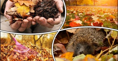 Photo – Greening instead of a barbaric tradition: how to safely remove fallen leaves