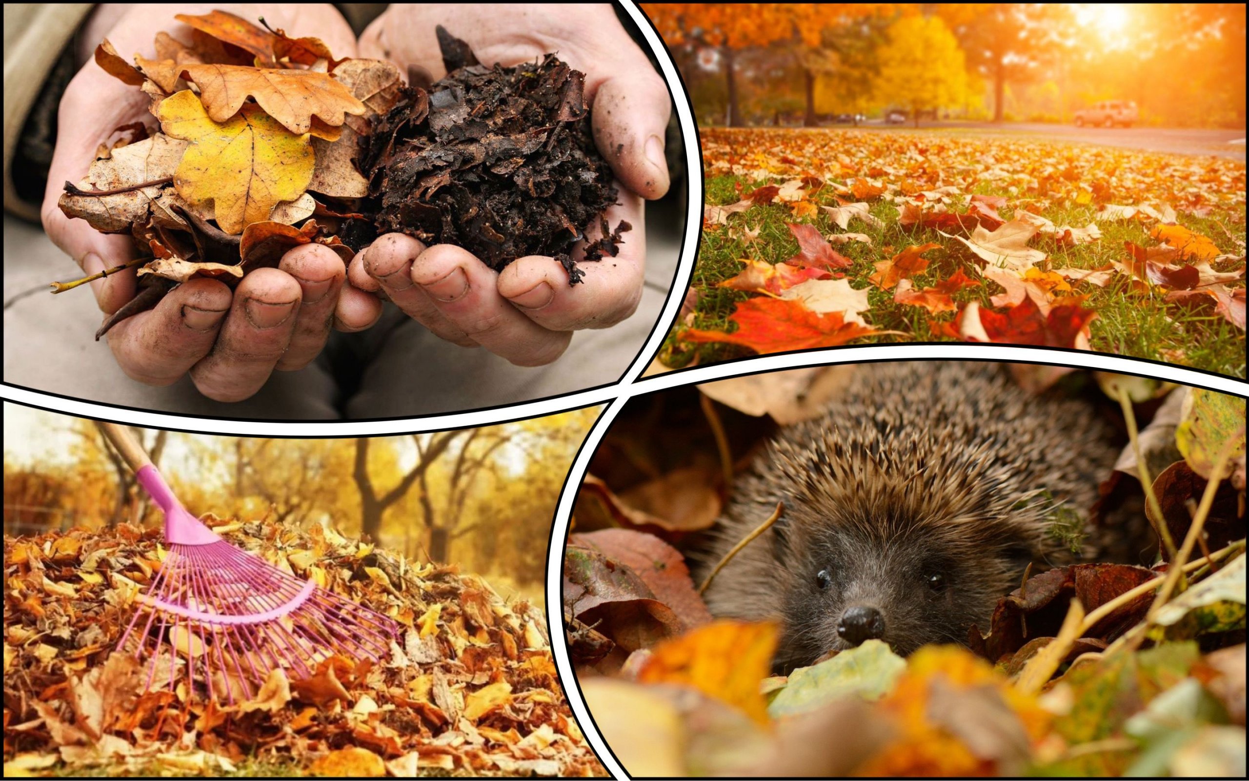 Why you shouldn't burn leaves in autumn leaf compost ecology news