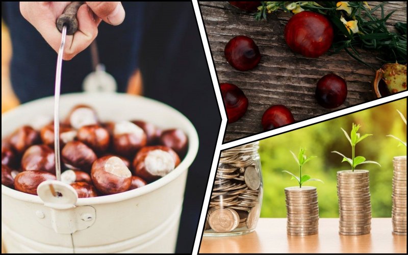 Chestnuts began to be accepted in Ukraine: how much to pay and where to bring them