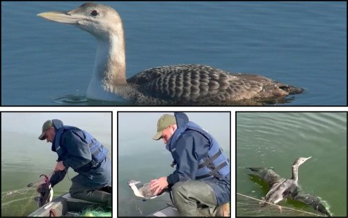 The police rescued a rare bird from poaching nets in the Poltava region. Video