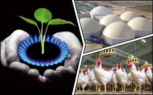 The Vinnytsia poultry farm will receive $30 million for the production of liquefied biomethane