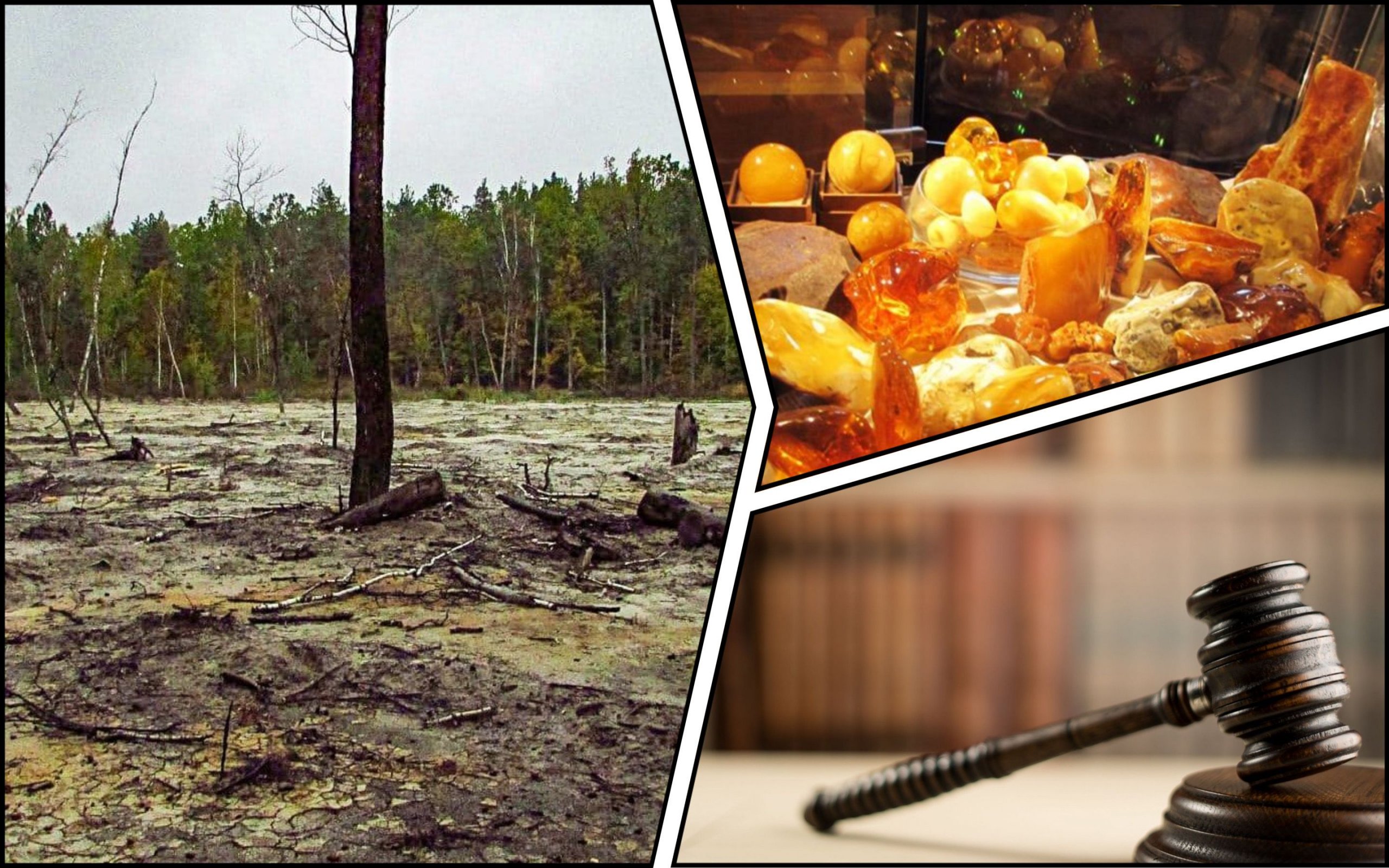 Photo – The court forced "Forests of Ukraine" to restore the reserve where amber was mined