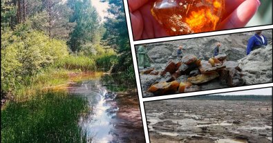 Фото – На Полесье заповедник спасли от промышленной добычи янтаря