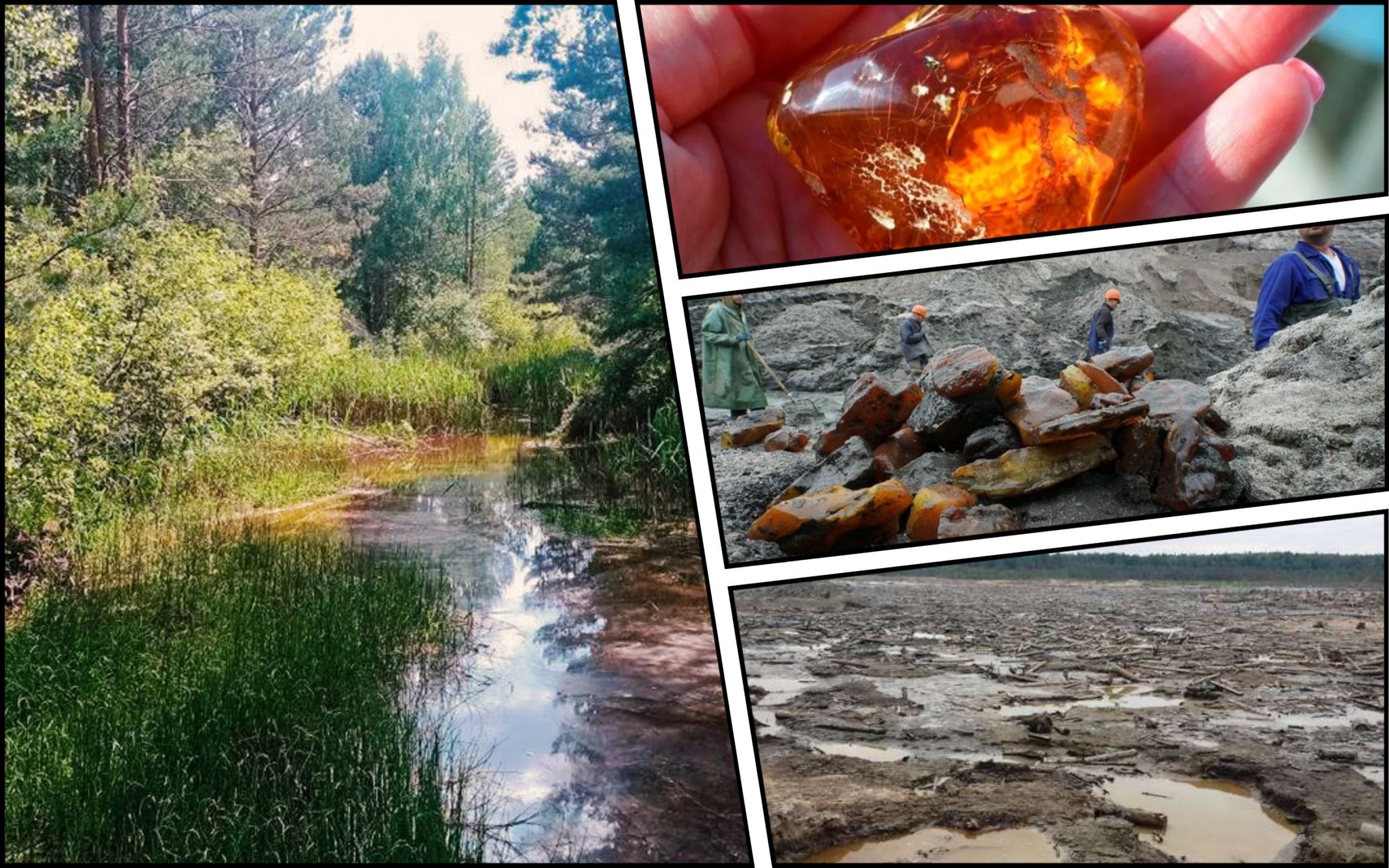 Photo – The reserve was saved from industrial amber mining in Polissia