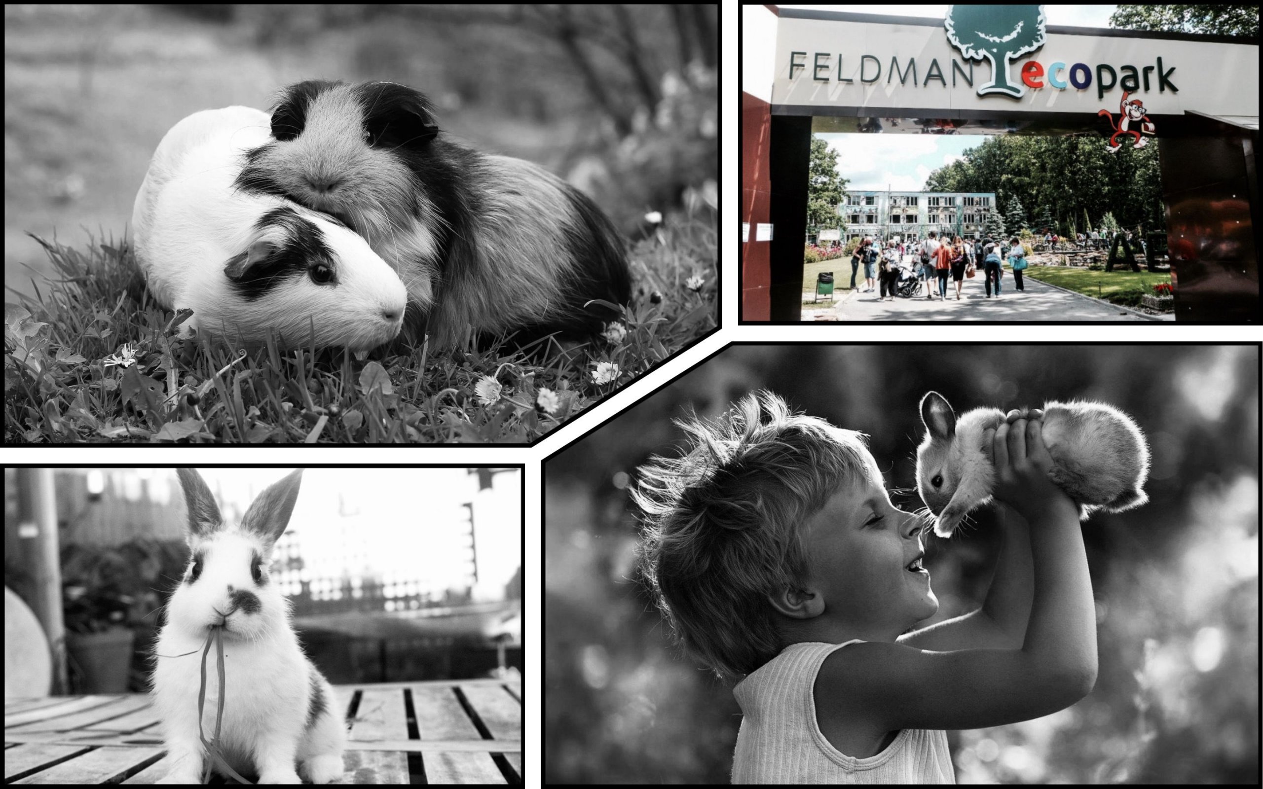 Photo – Animals were poisoned en masse in the Feldman ecopark in Kharkiv