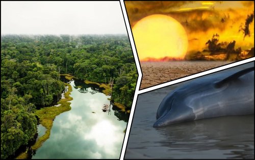 Dolphins died en masse in an overheated lake in the Amazon
