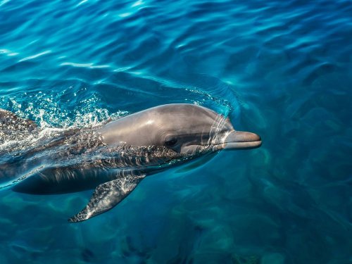 В Николаевской области в Бугский лиман заплыли дельфины. Фото