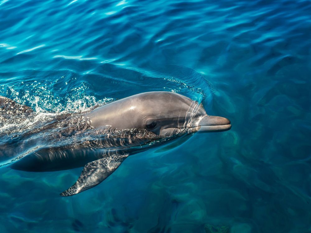 Photo – Birds and dolphins are dying en masse in occupied Crimea – local communities