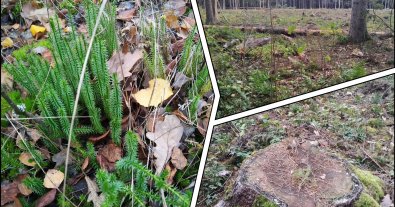 Photo – Environmentalists accused foresters of destroying the population of a rare plant