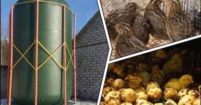 Фото – На Житомирщине ежесуточно производят 200 м3 газа из перепелиного помета