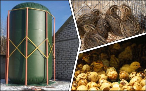 Approximately 200 m3 of gas is extracted from quail droppings in Zhytomyr region