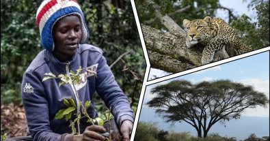 Photo – An official holiday was announced for the planting of 100 million trees in Kenya