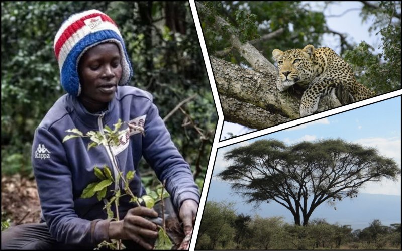 У Кенії оголосили офіційний вихідний для висадки 100 мільйонів дерев