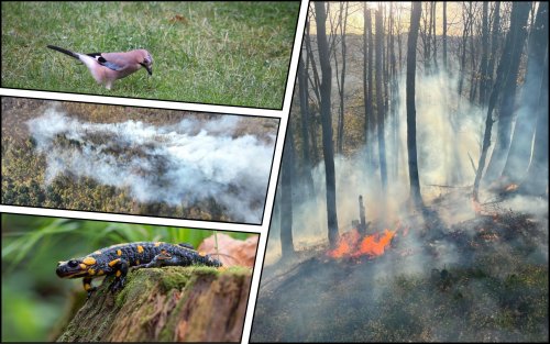 В Черновицкой области из-за халатности сгорело 7 гектаров заповедного леса