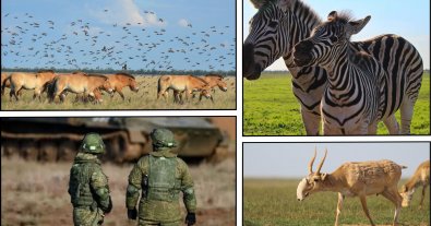 Фото – Оккупанты вывозят животных из "Аскании-Нова" в россию