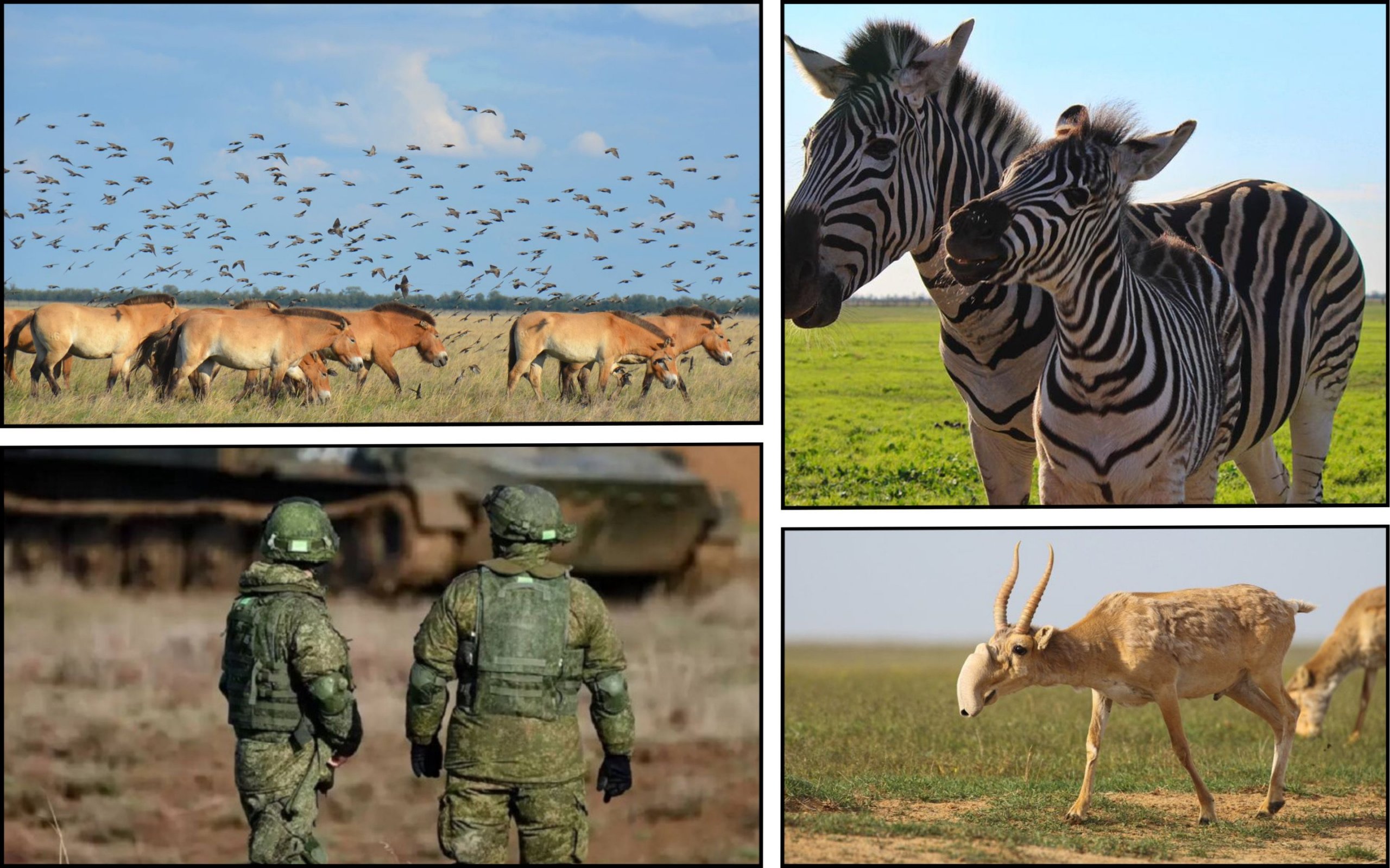 Photo – The occupiers are taking animals from Askania-Nova to Russia