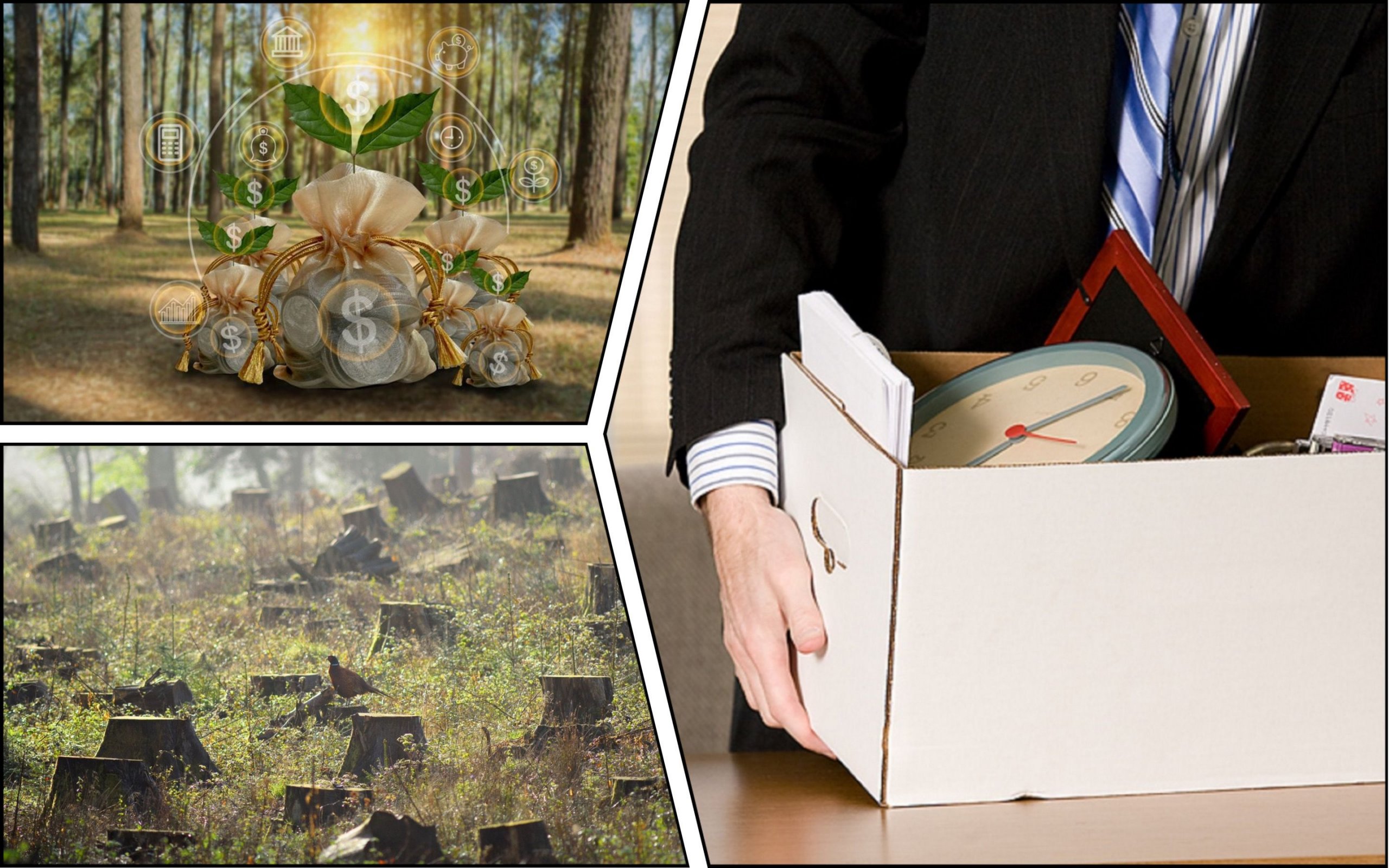 Photo – All forestry directors fired in Rivne region due to corruption