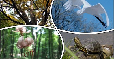 Photo – 125 hectares of 150-year-old forest were taken under protection in Kyiv