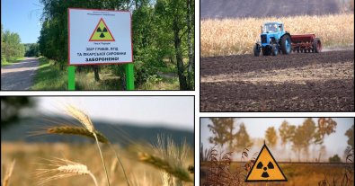 Photo – Officials distributed radioactive land for growing wheat in Zhytomyr region
