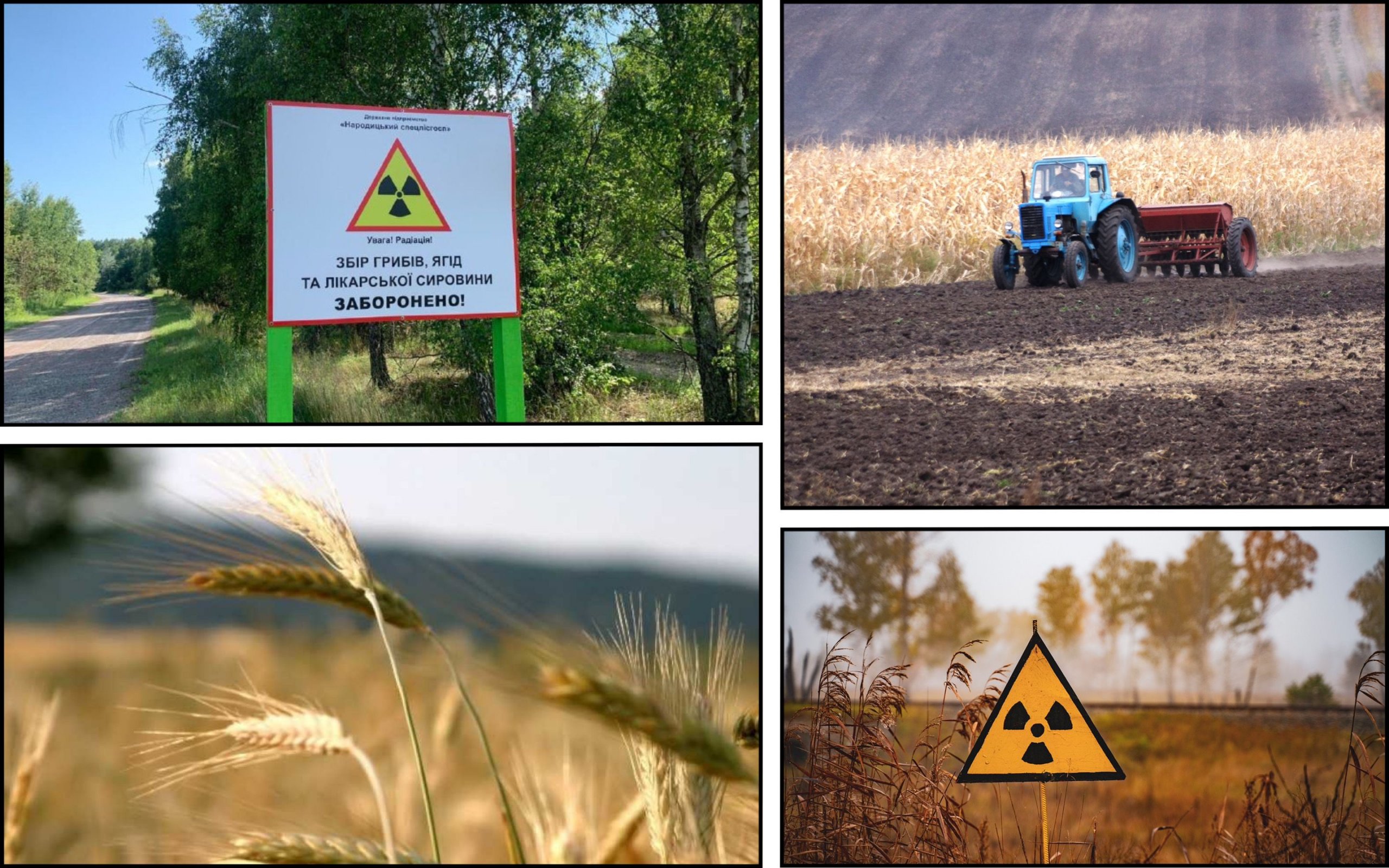 Photo – Officials distributed radioactive land for growing wheat in Zhytomyr region