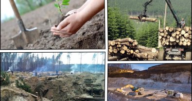 Фото – Минприроды сводит на нет восстановление и сохранение лесов – экоактивисты