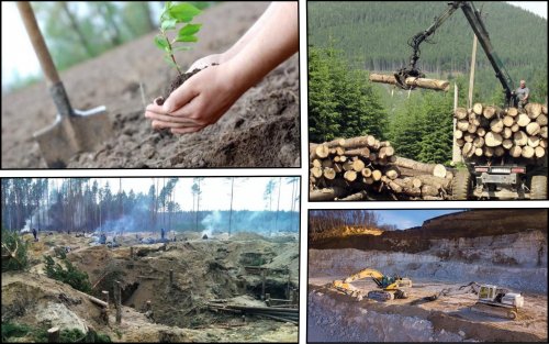 Міндовкілля зводить нанівець відновлення та збереження лісів – екоактивісти